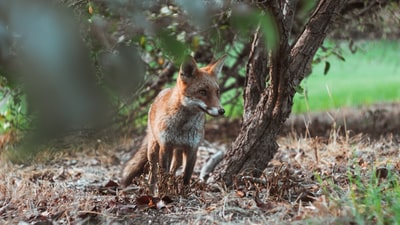 狐狸站在布朗在白天树的树下

